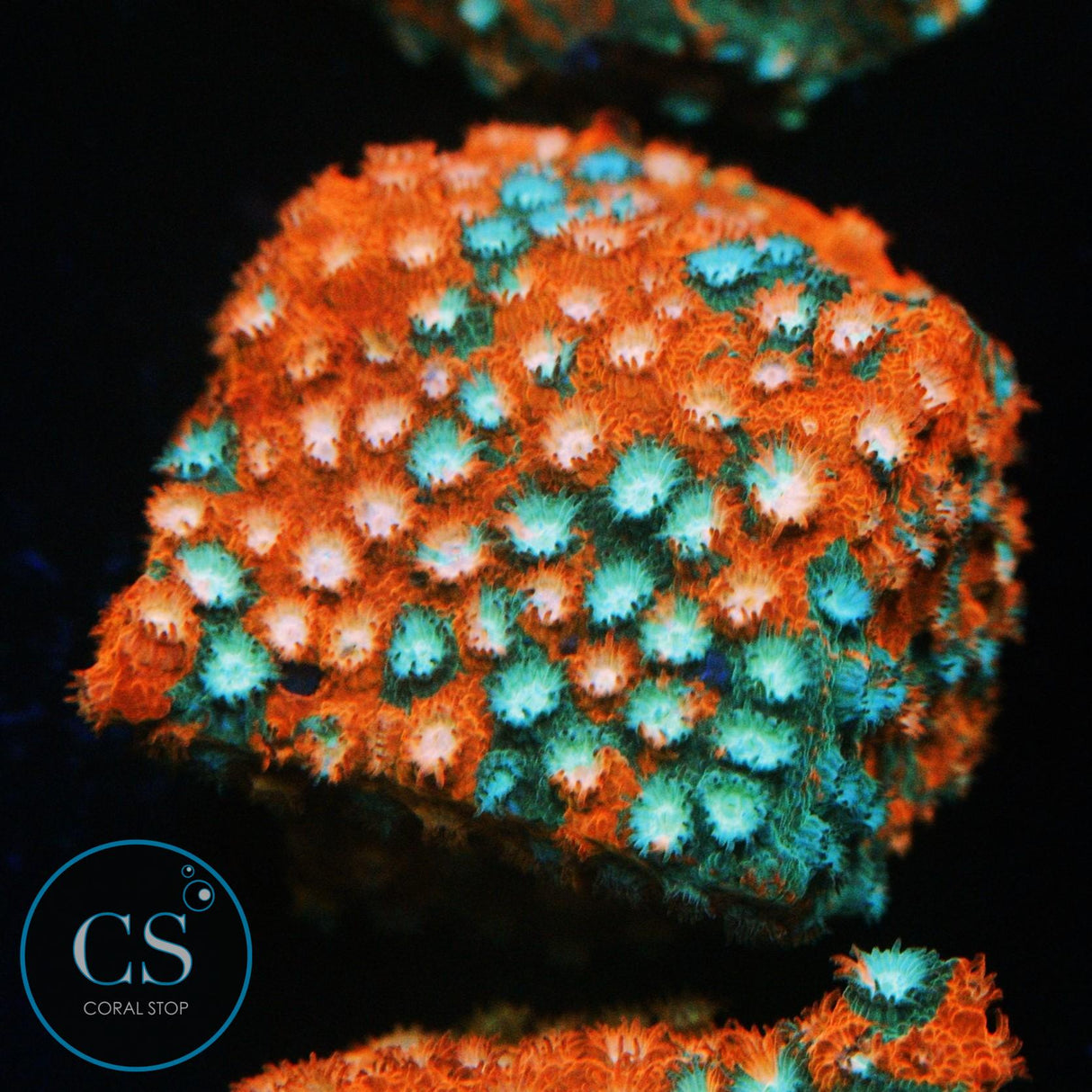 JF FENDER BENDER CYPHASTREA