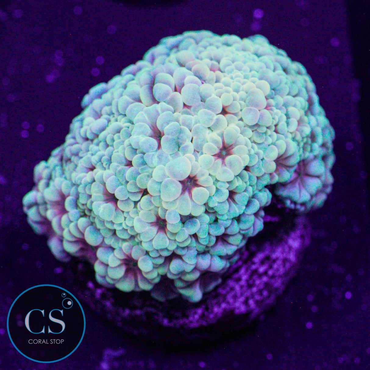 Flaming Hologram Alveopora