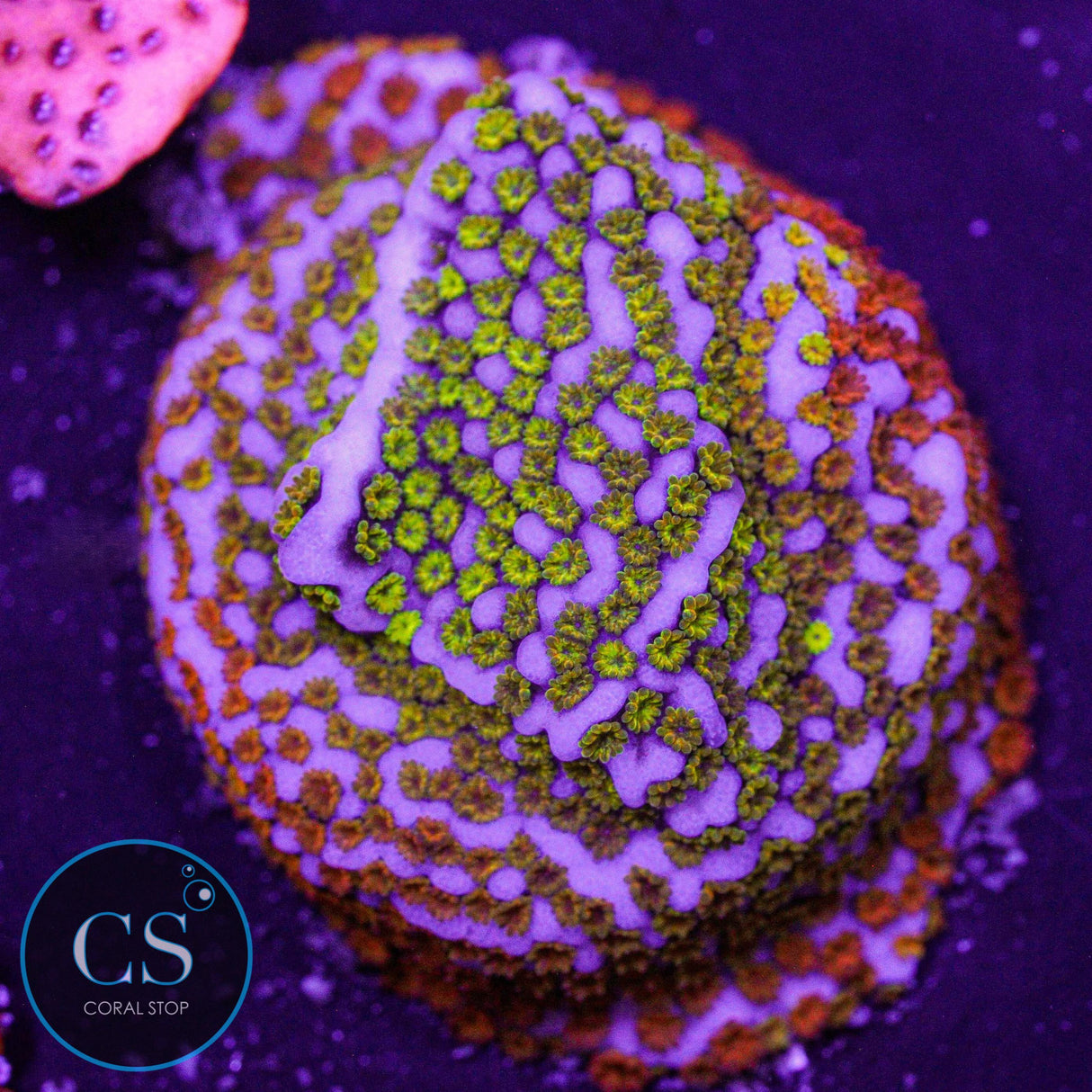WWC Rainbow Montipora