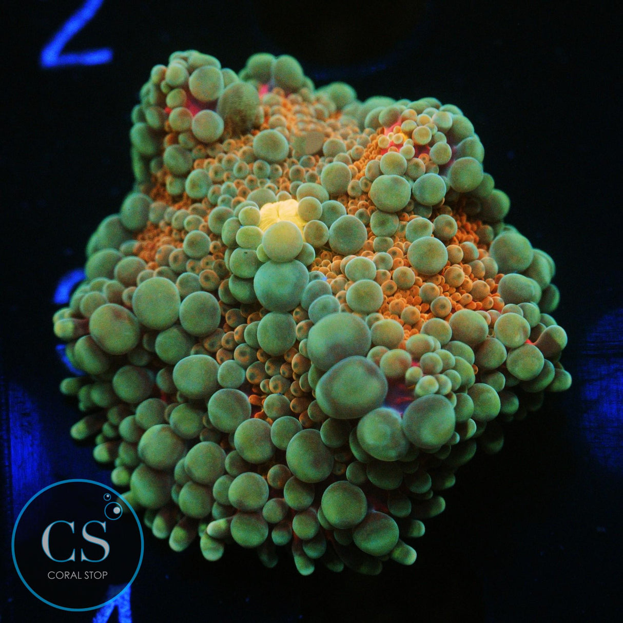 RAINBOW MALAYSIAN YUMA MUSHROOM