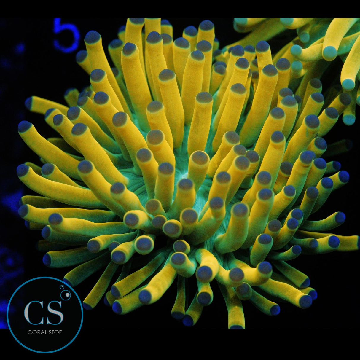 ULTIMATE BANANA GRAIL TORCH DARK BLUE TIP