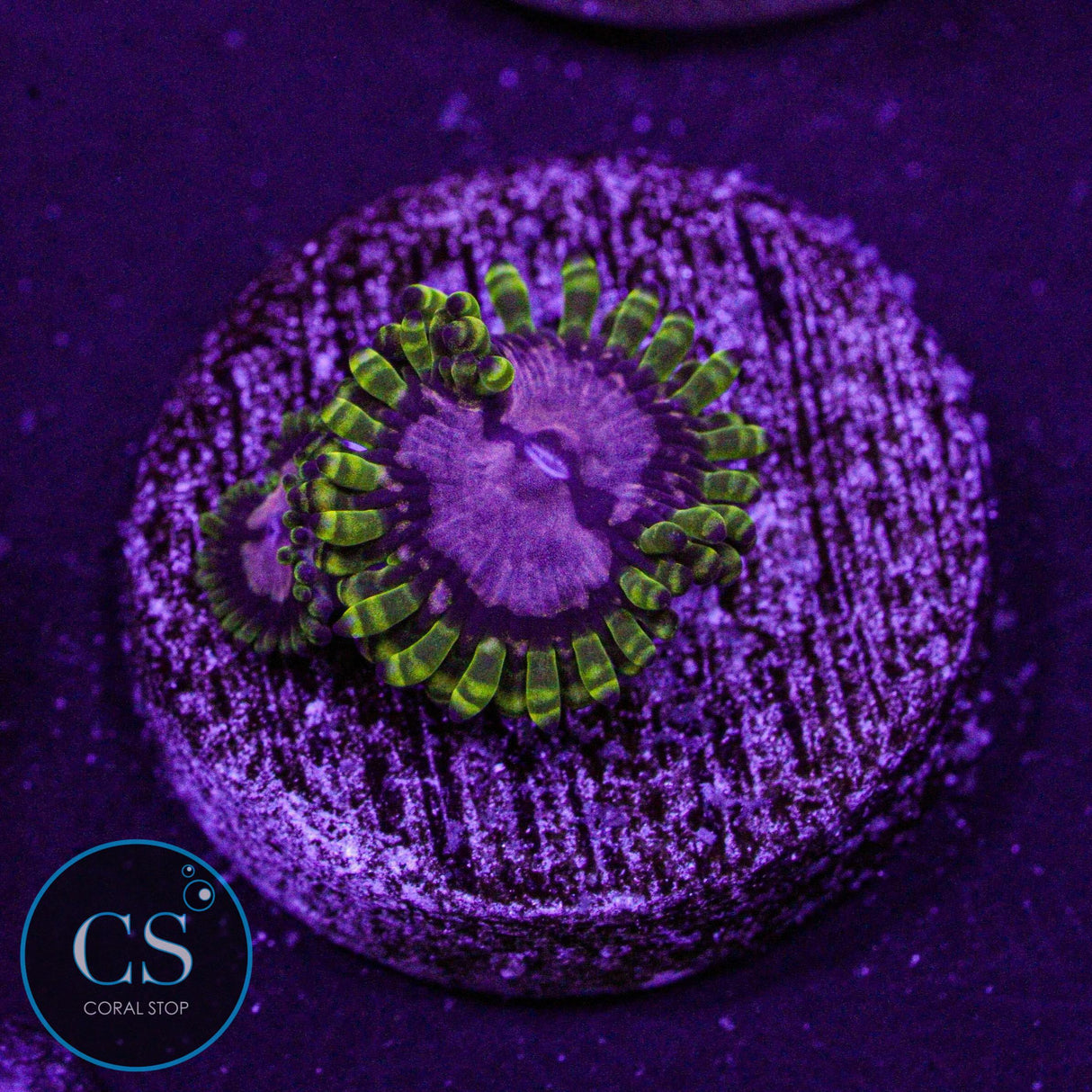 WWC Purple Monster Zoa