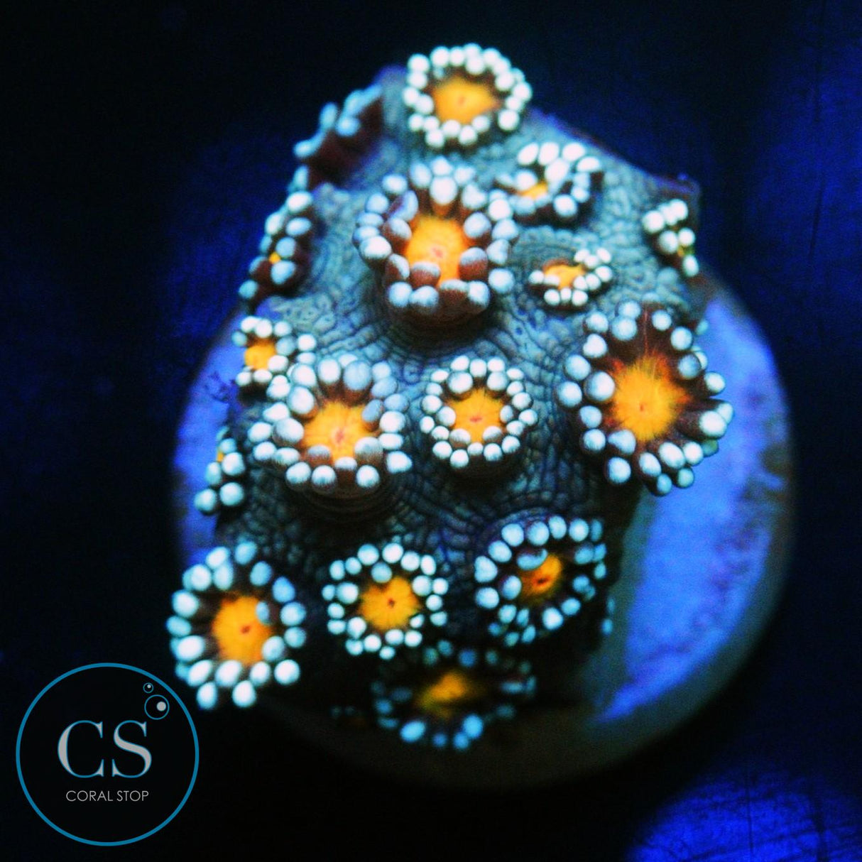 ORANGE BLOSSOM GONI