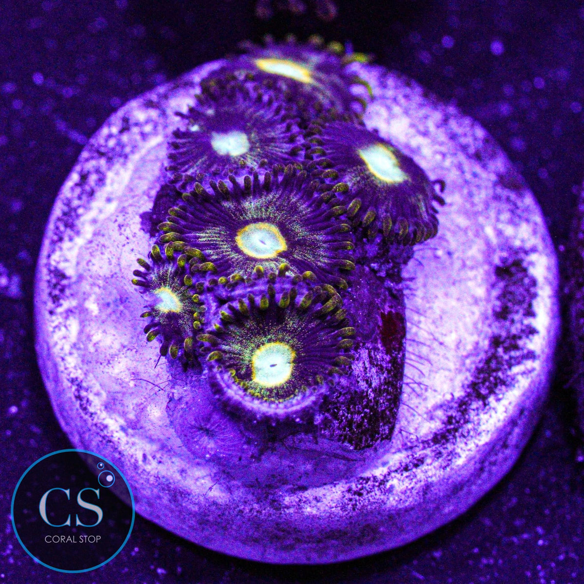 Murder Hornet Zoa