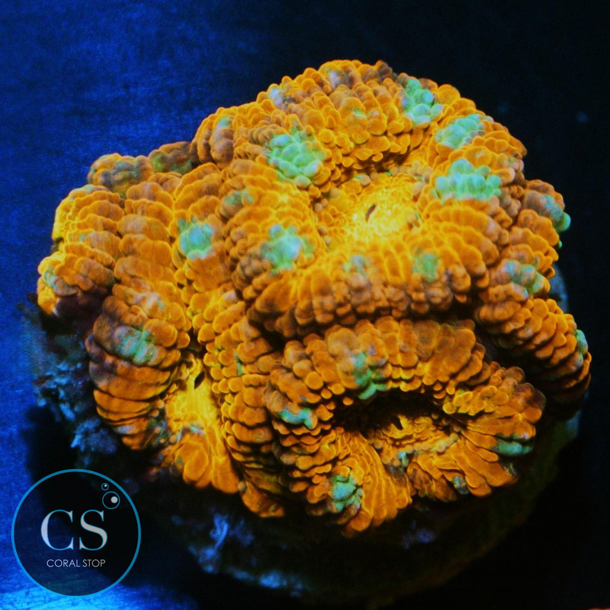 RAINBOW ACAN