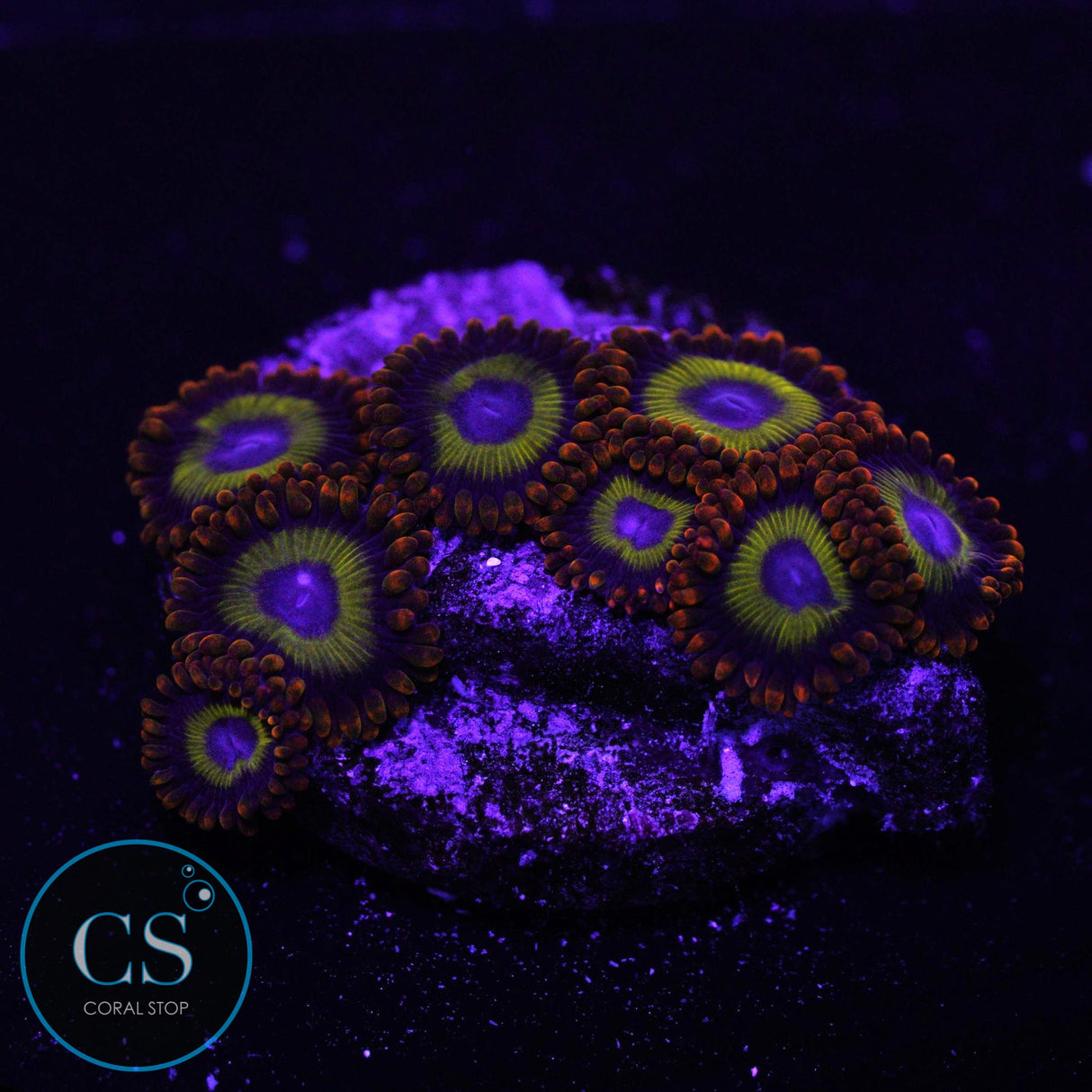 Fruit Loop Zoa