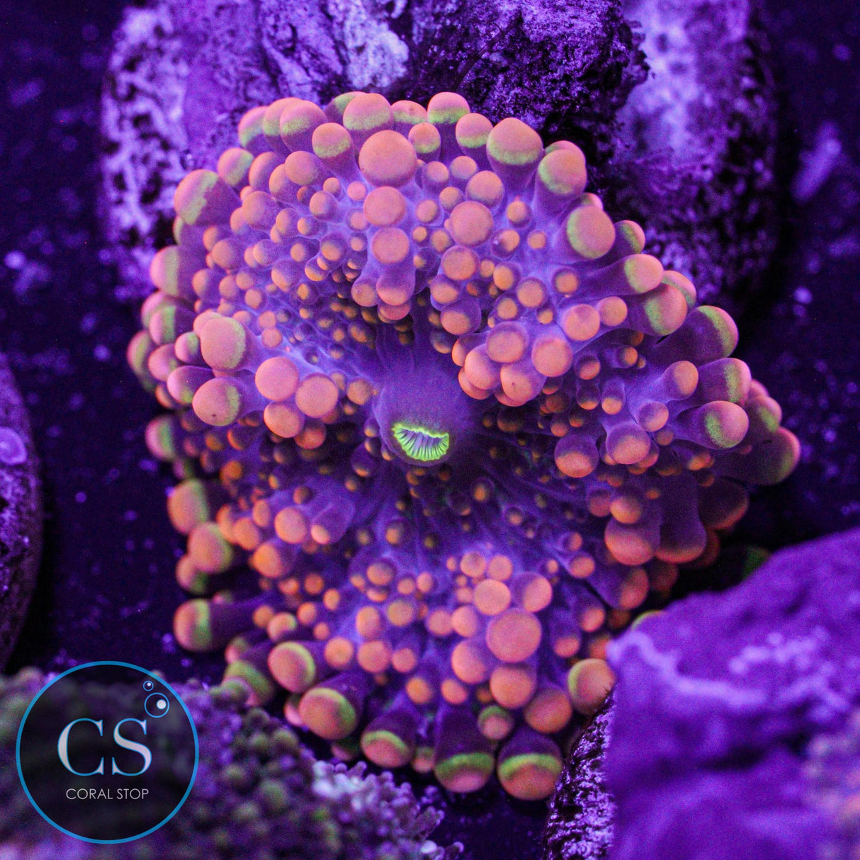 King Kong Yuma Mushroom