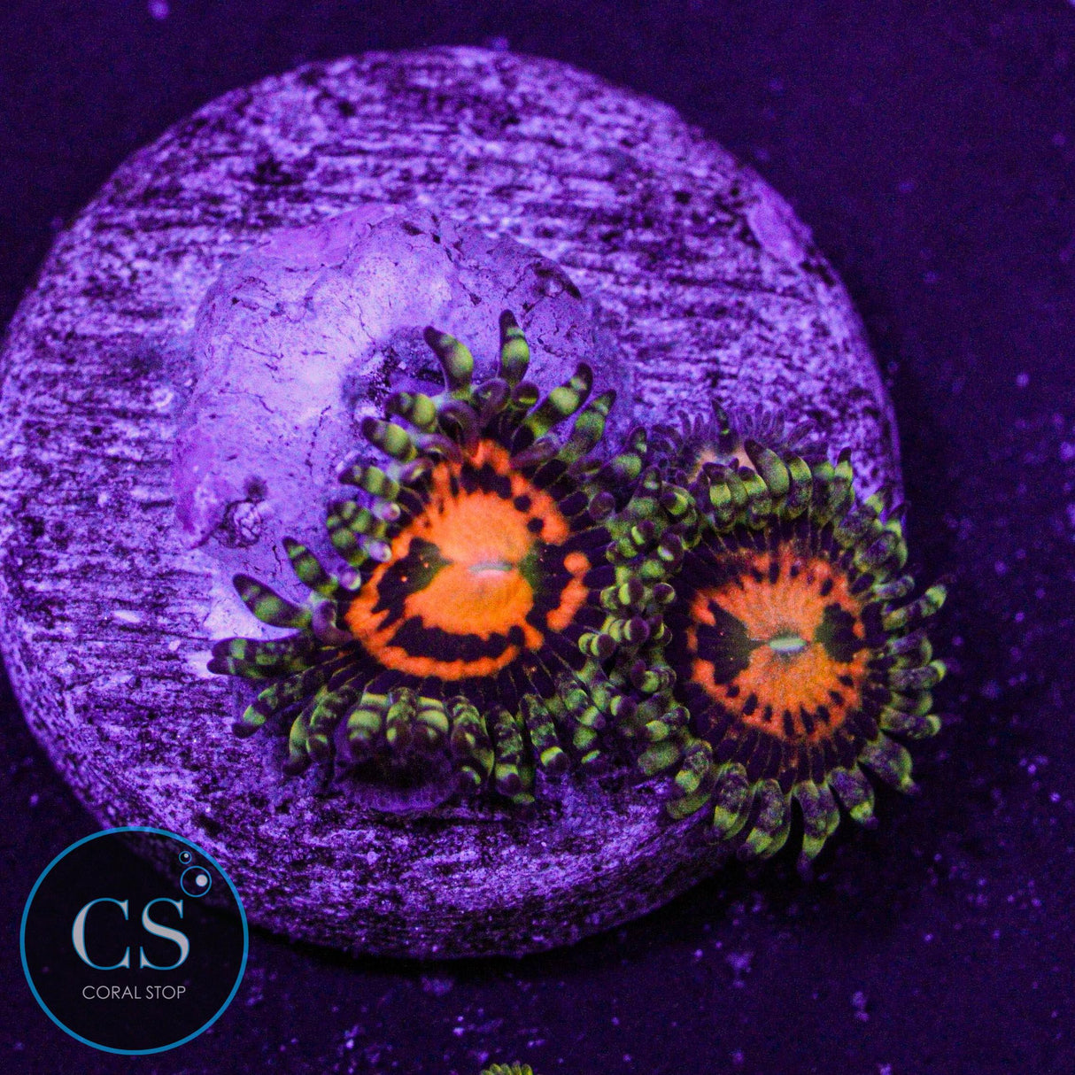 JF Rainbow Incinerator Zoa