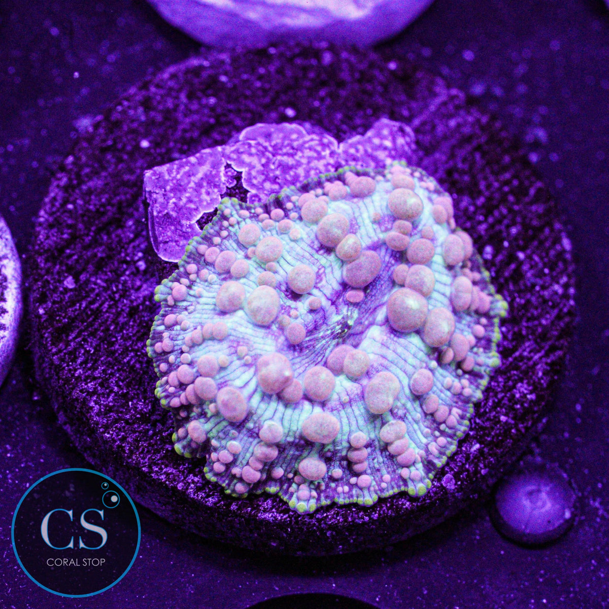 Neptune Bounce Mushroom