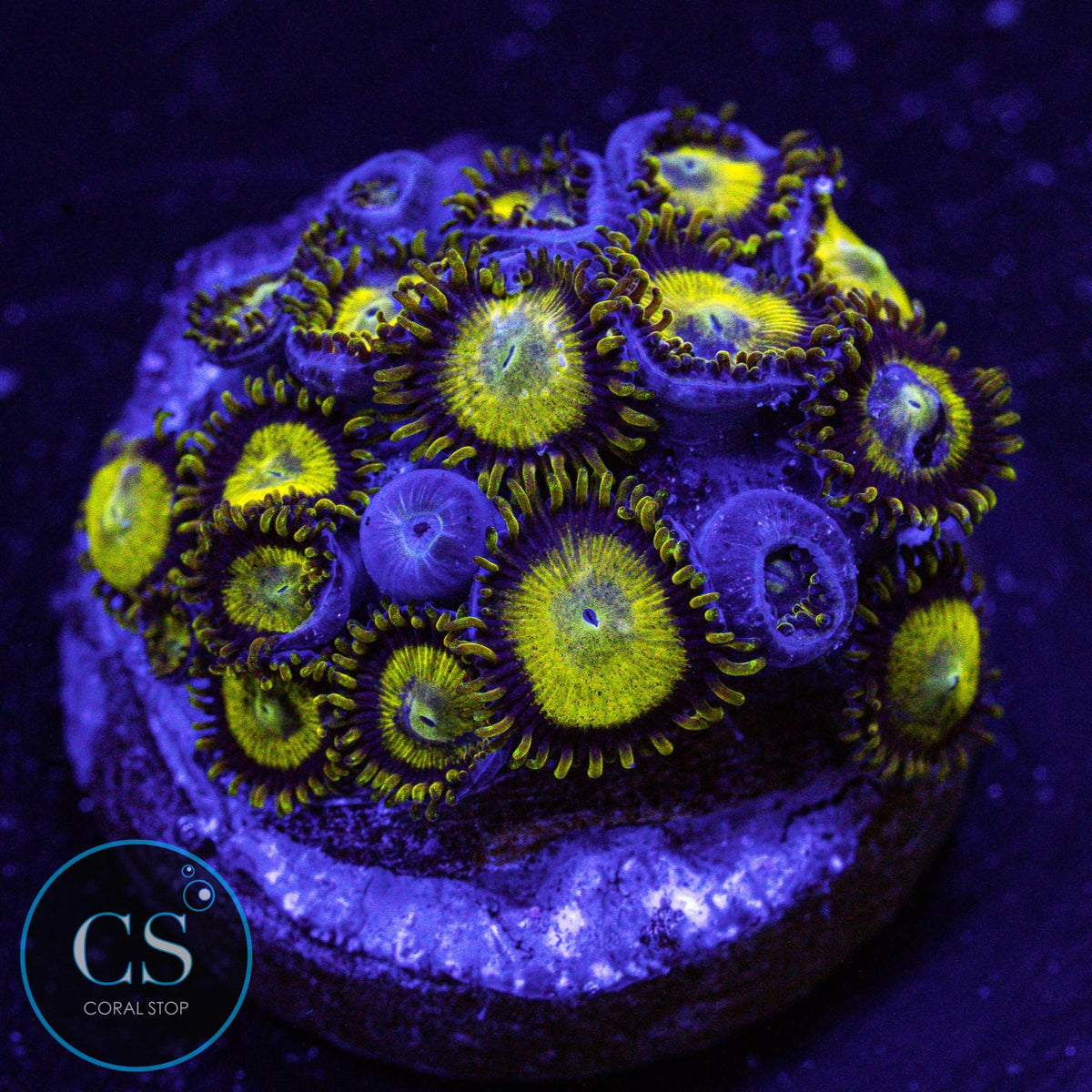 King Midas Zoa