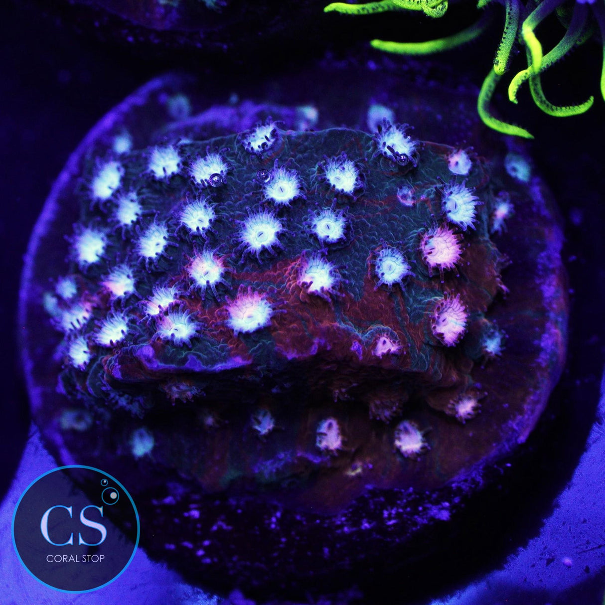 JF FENDER BENDER CYPHASTREA