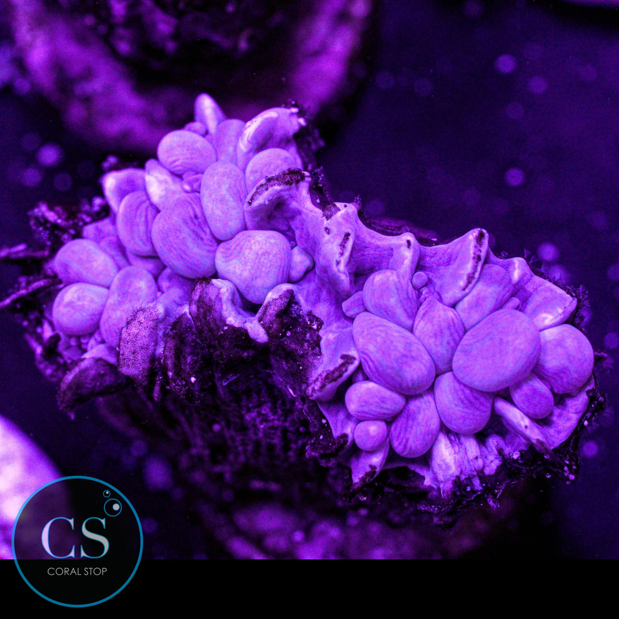 Rare Branching Bubble Coral