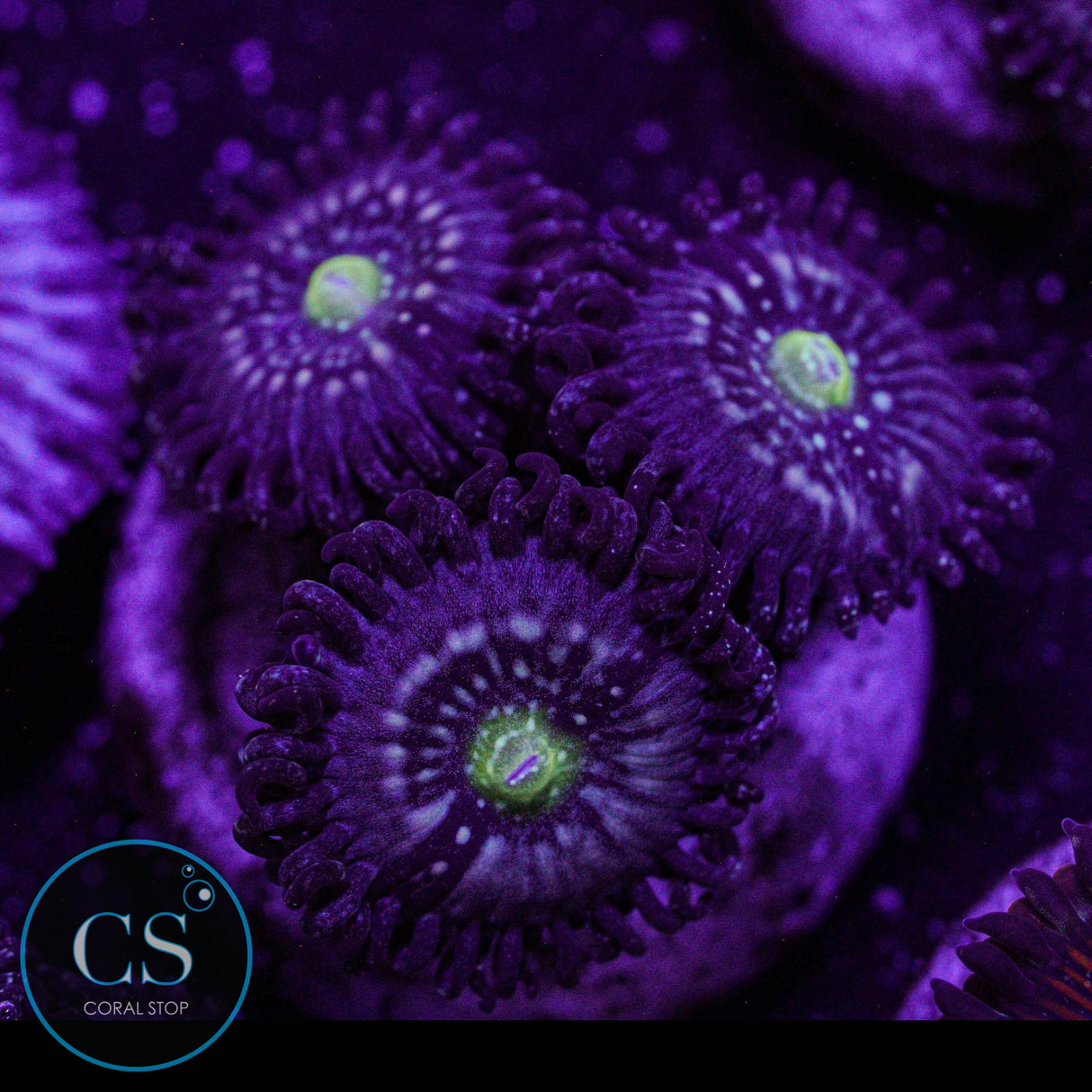 Blue Lagoon Zoa