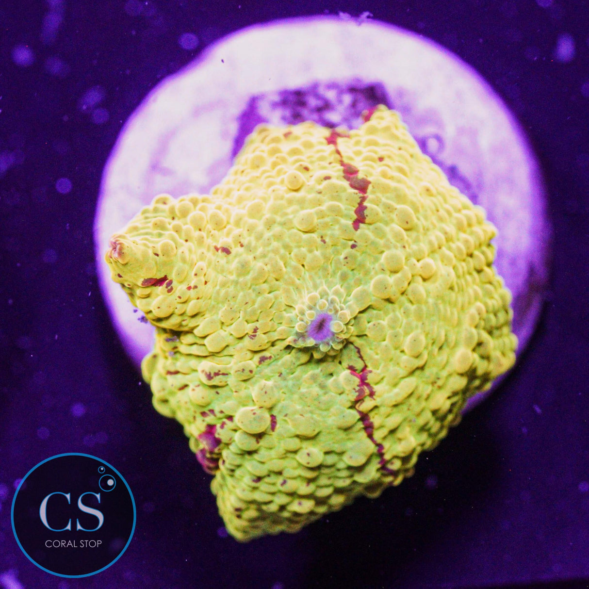 Eclectus Jawbreaker Mushroom