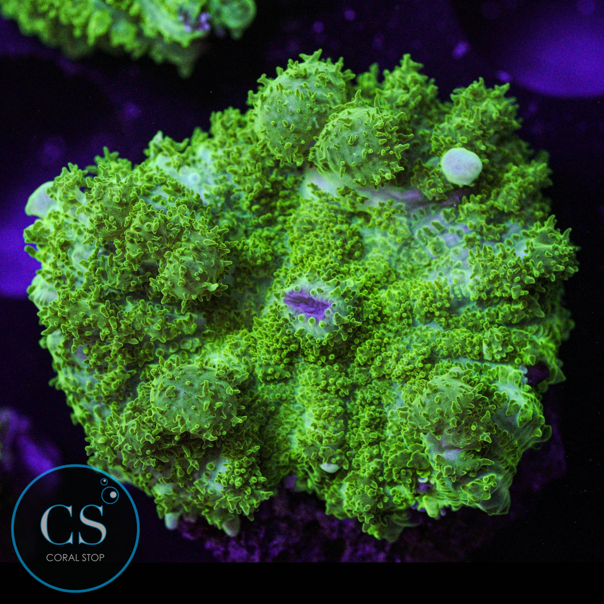Ghost Jungle Bounce Mushroom