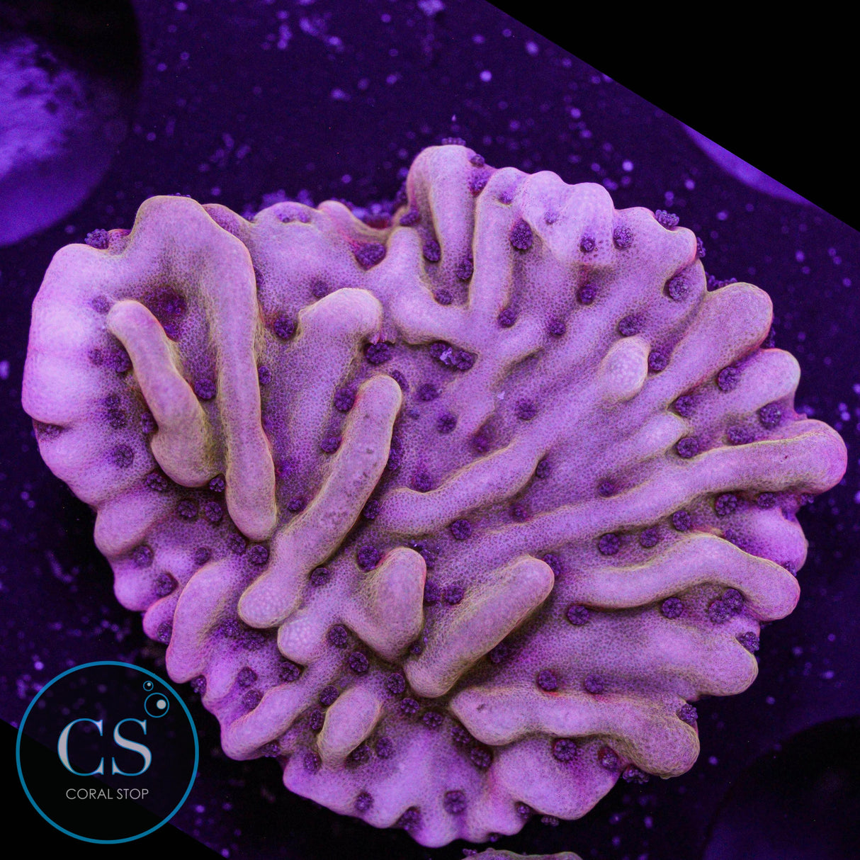 Flaming Phoenix Montipora