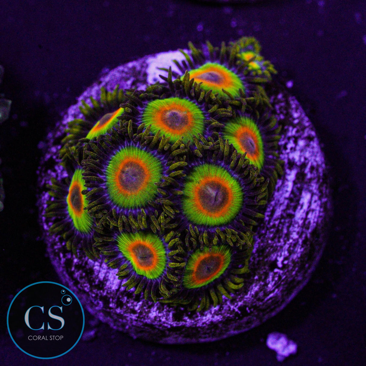 Rasta Zoa