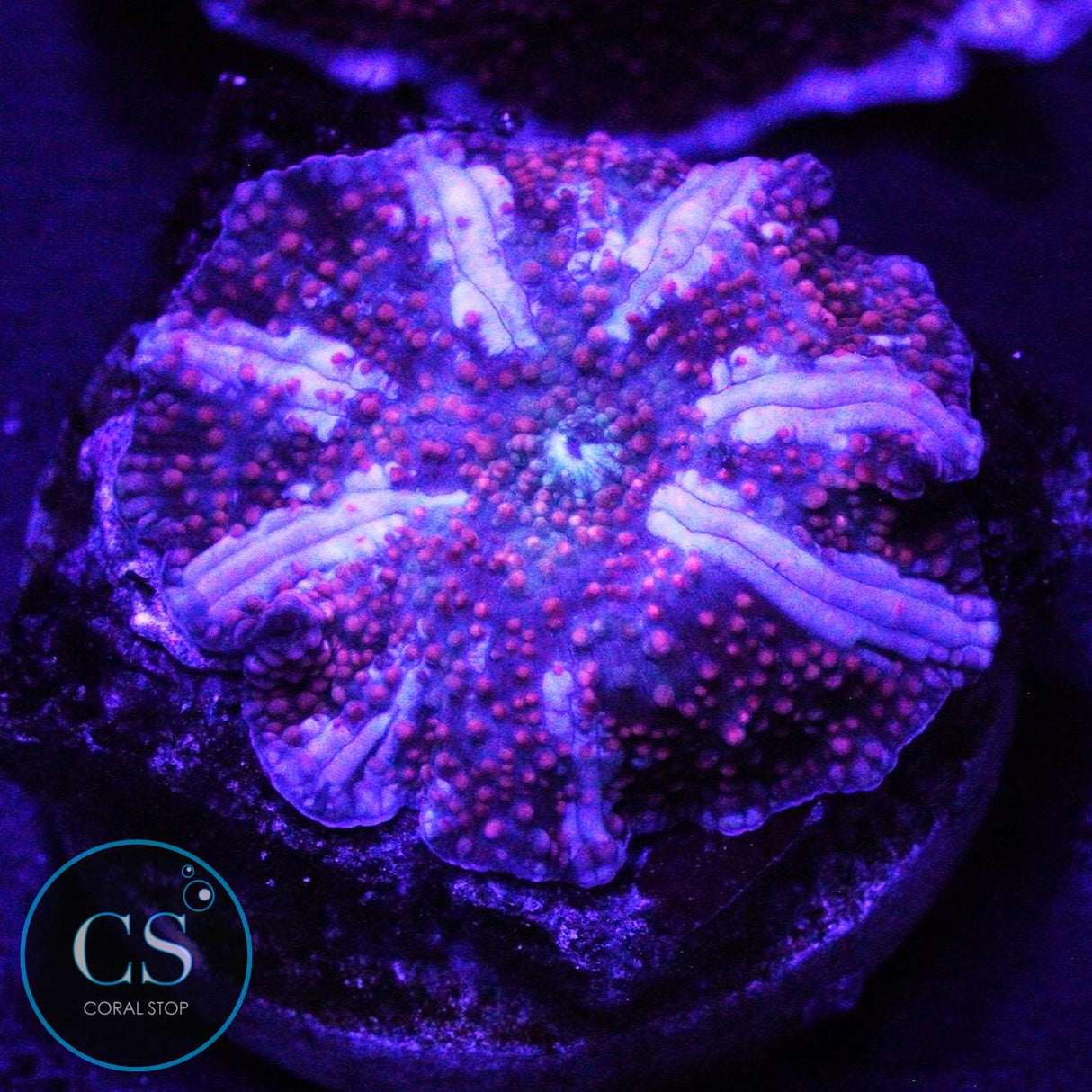 DRAGON LADY BOUNCE MUSHROOM