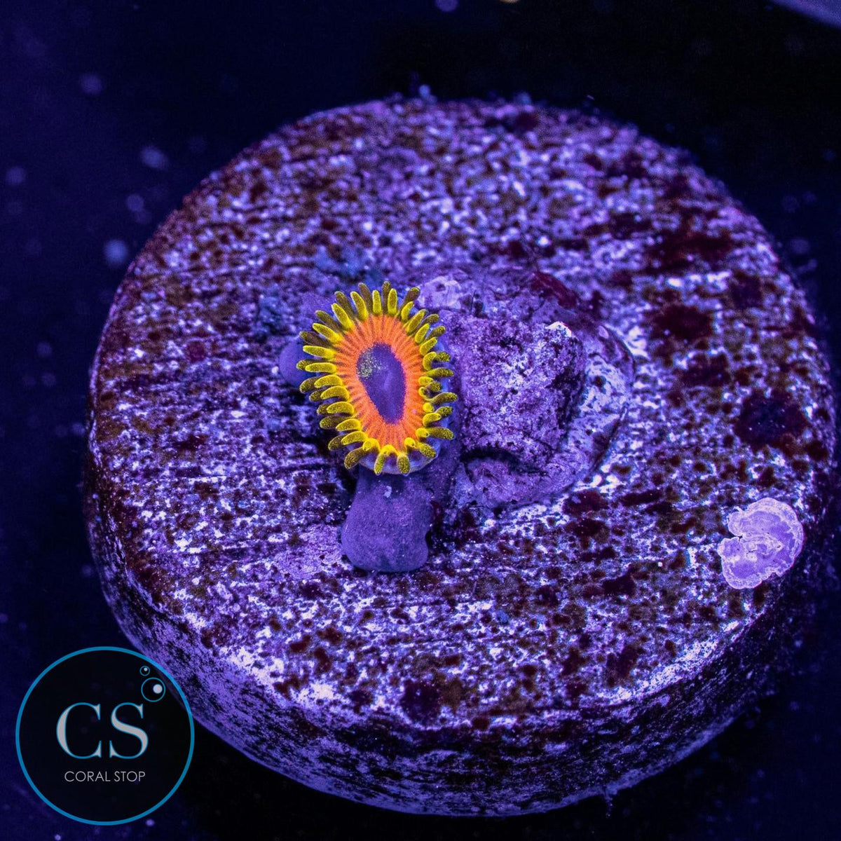Great Owl Zoa