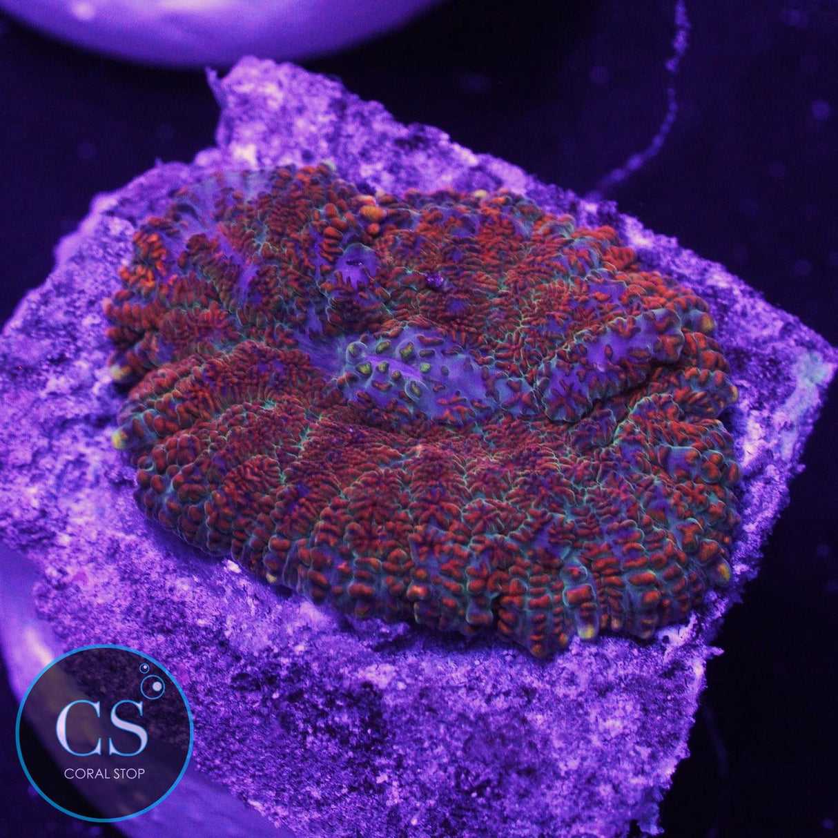 Super Fire And Ice Mushroom