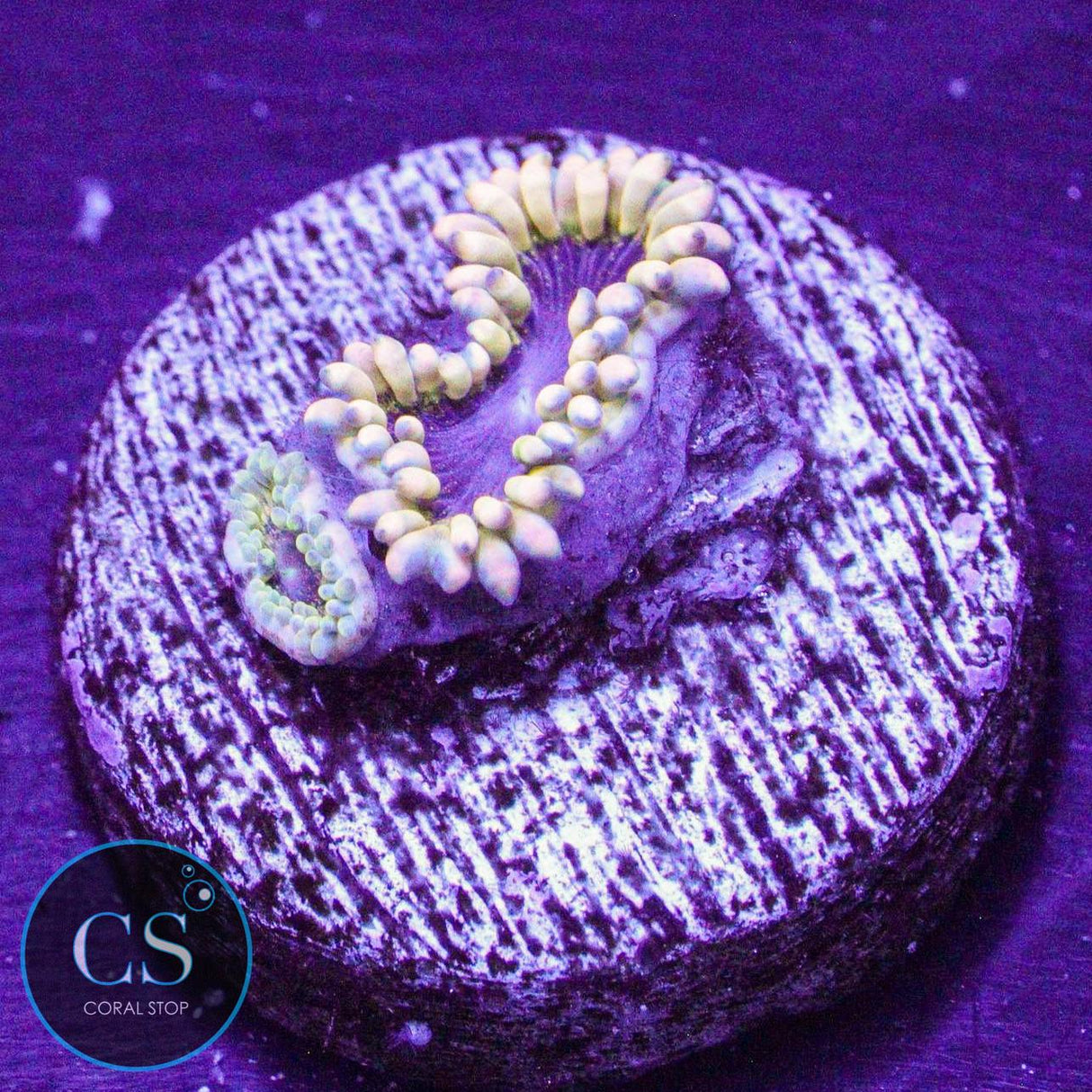 Mesosphere Zoa