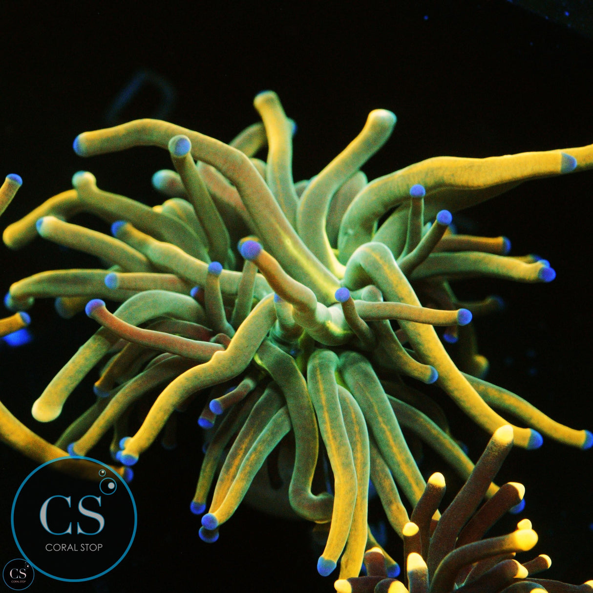 DRAGON TAMER GOLD TORCH