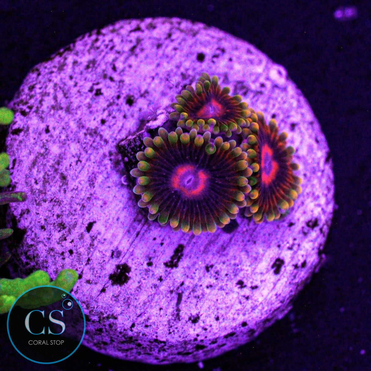Jedi Mind Trick Zoa