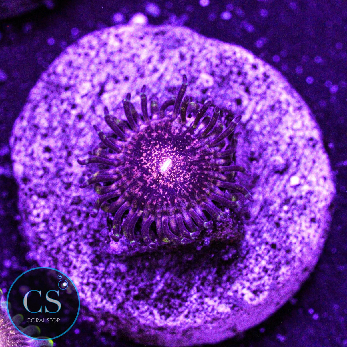 Gizmo Zoa