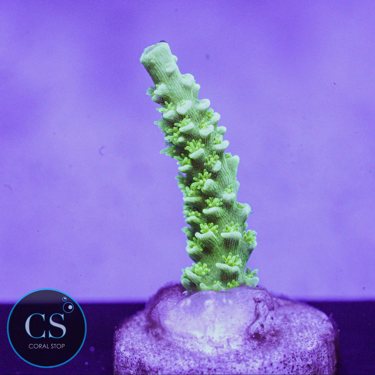 BC Glowstick Acro