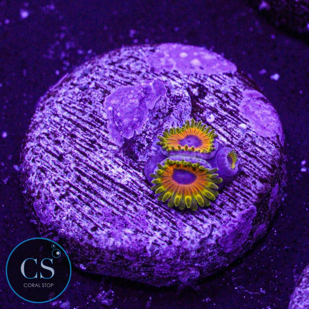 Great Owl Zoa
