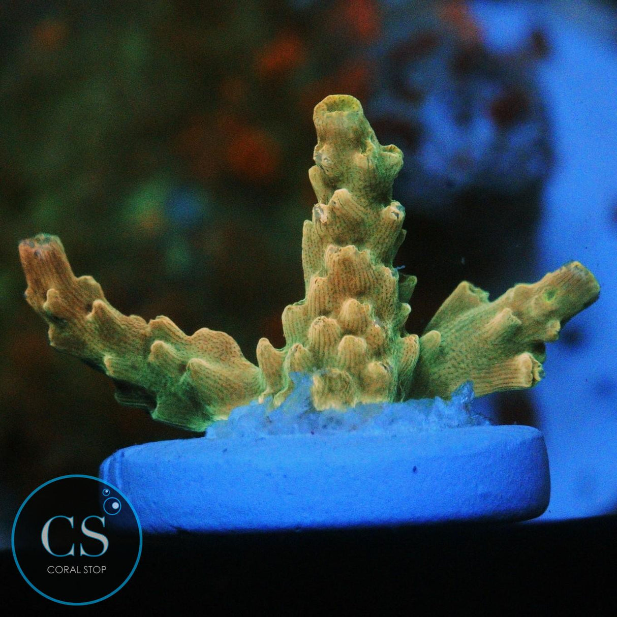 CS GOLDEN MIRAGE ACRO