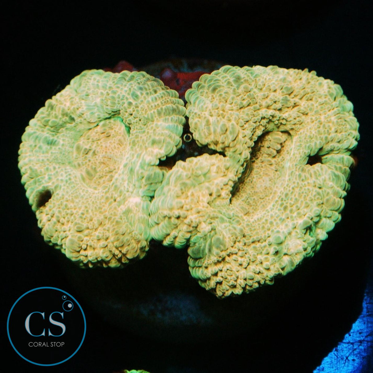 BANANA CREAM ASIAN ACAN