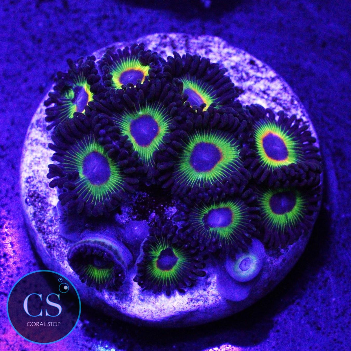 WWC BOB MARLEY ZOA