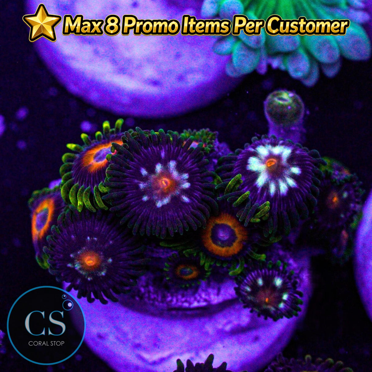 Combo Zoa