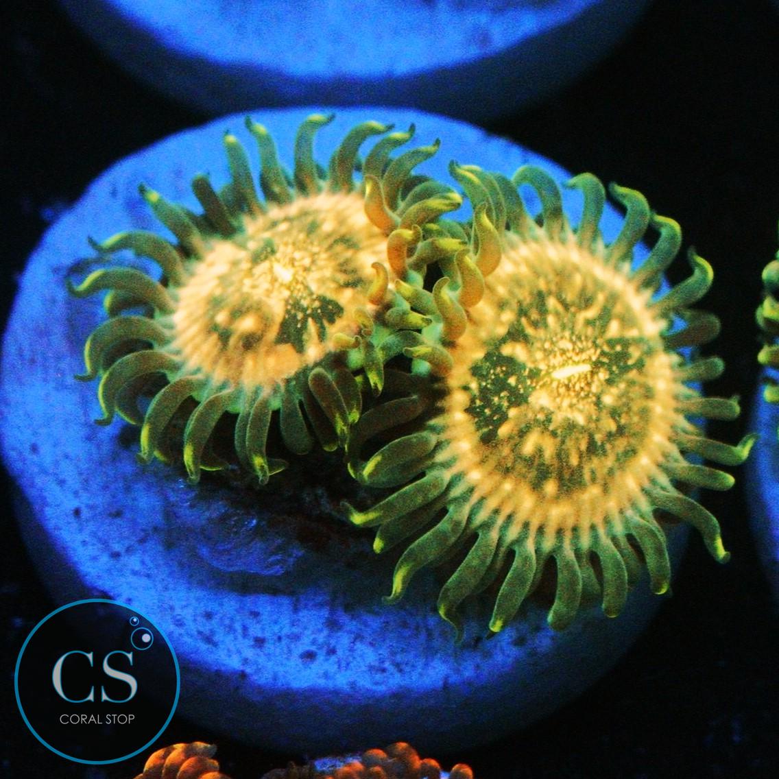 HAWAIIAN DING DANG ZOA