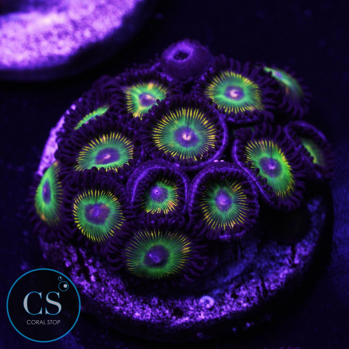 CS Super Mario Sunshine Zoa