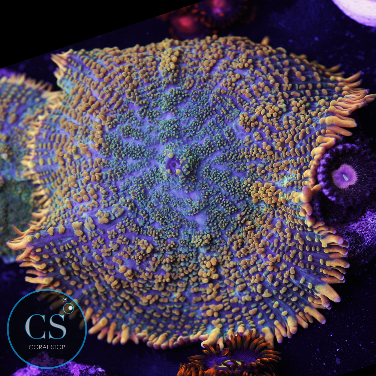 Tequila Sunrise Mushroom