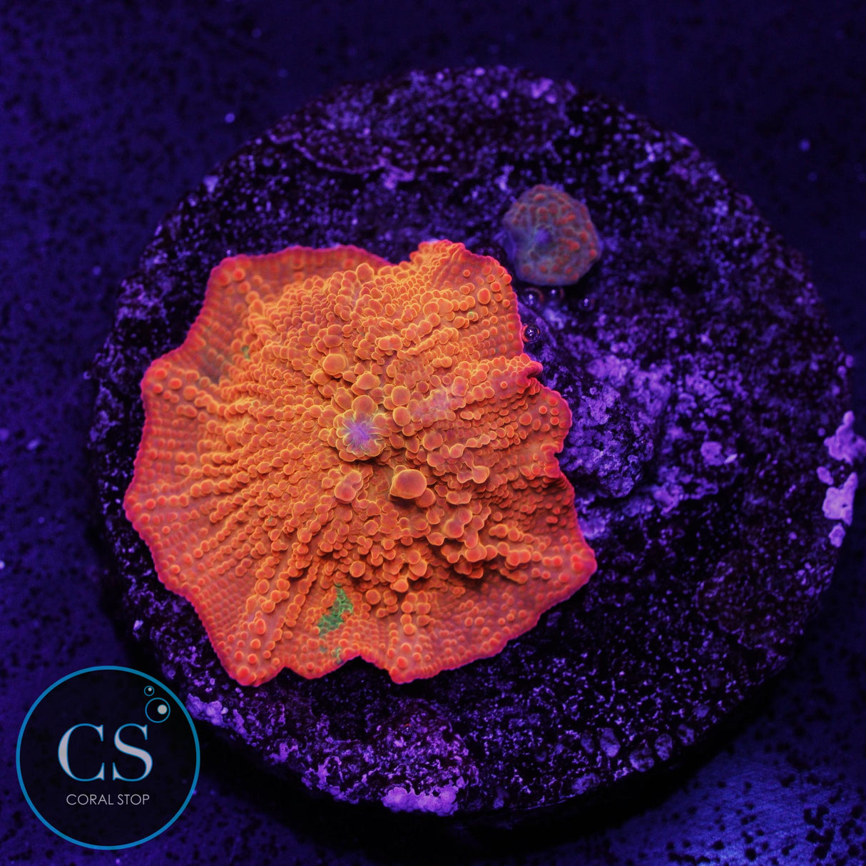 Candy Crush Jawbreaker Mushroom