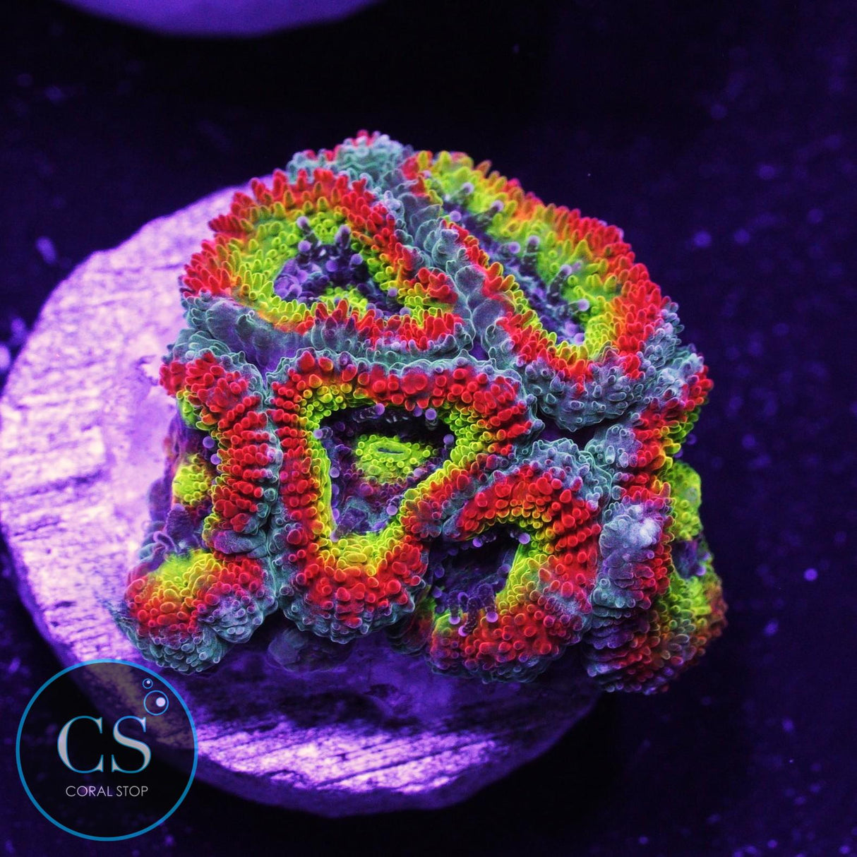 Holy Grail Micromussa