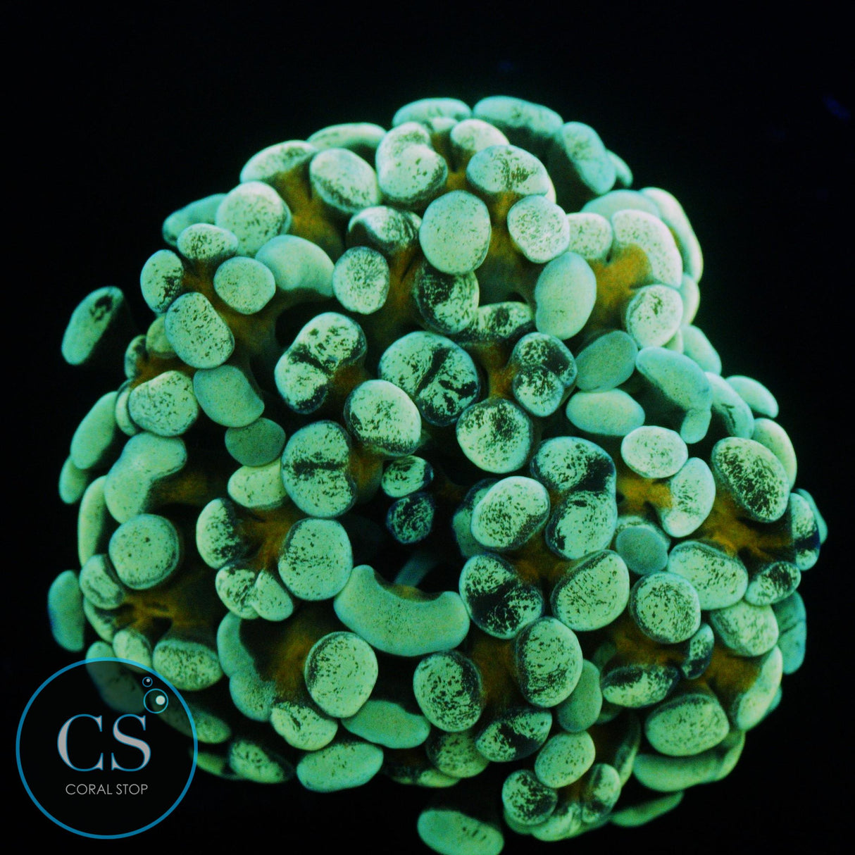 GOLD STEM SPLATTER HAMMER