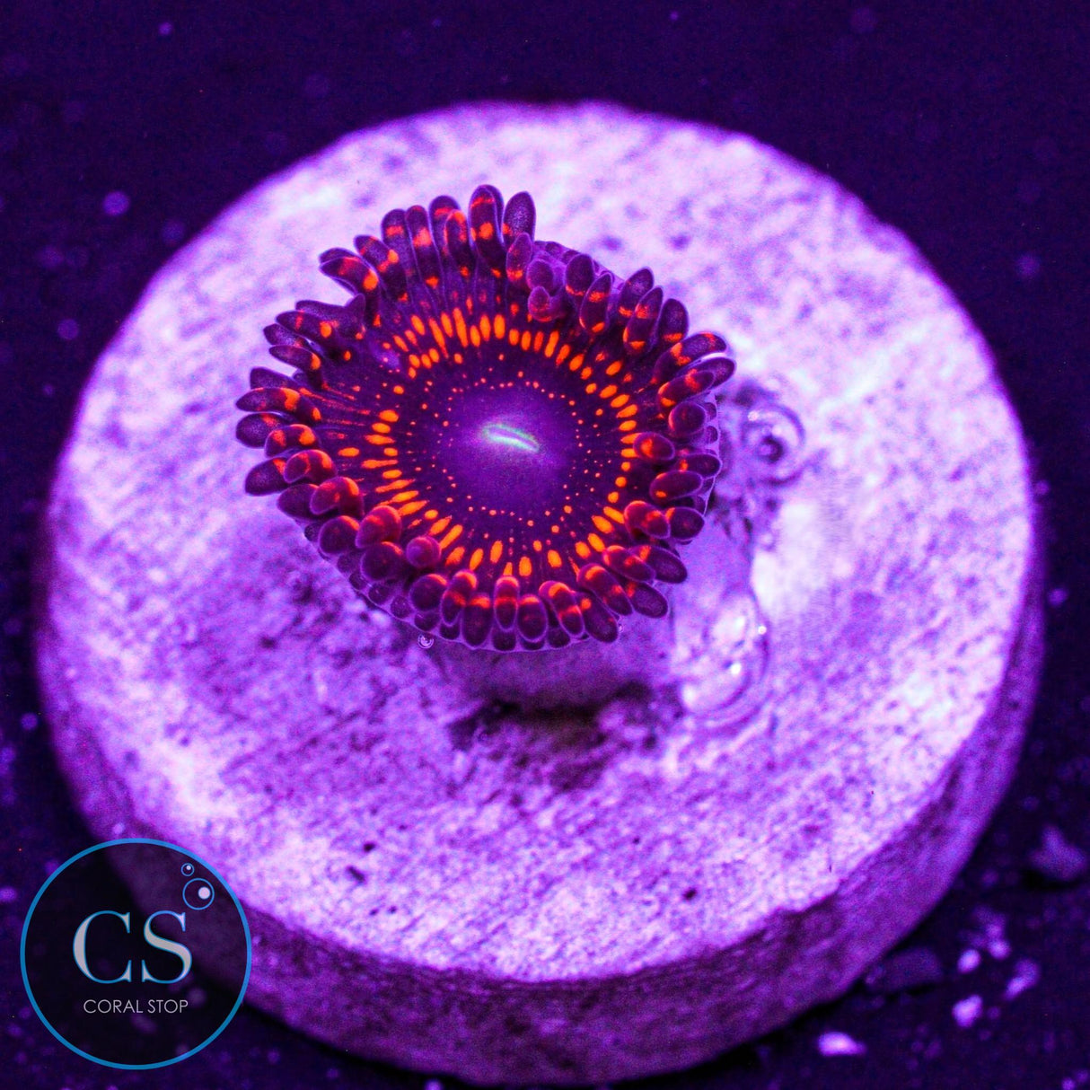 WWC Illuminati Zoa