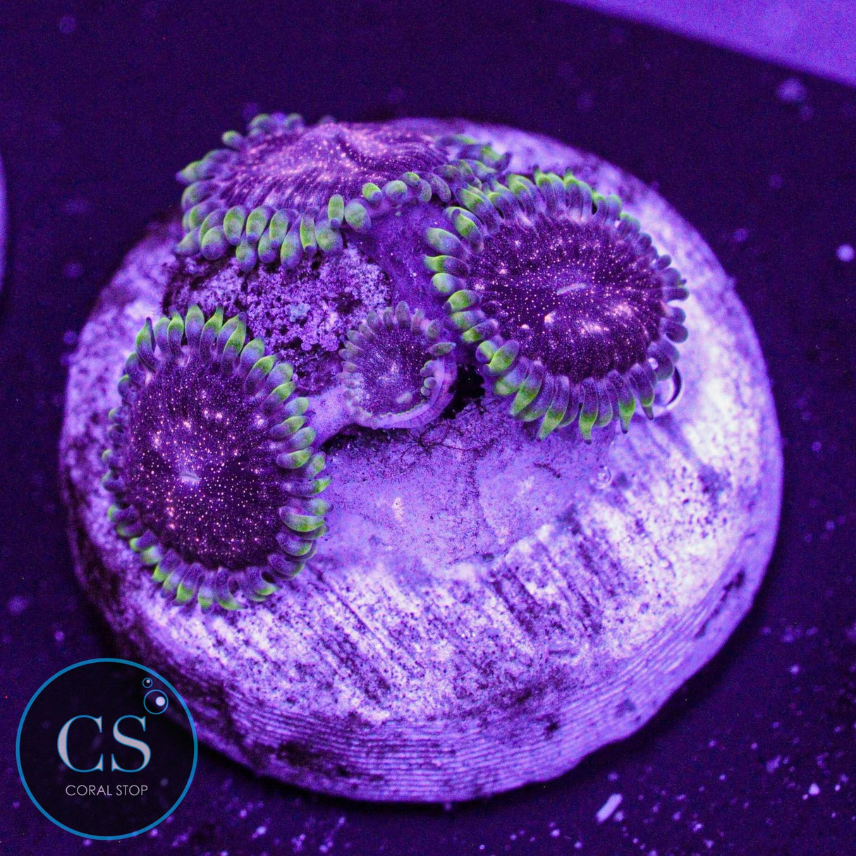 Rose Nebula Zoa