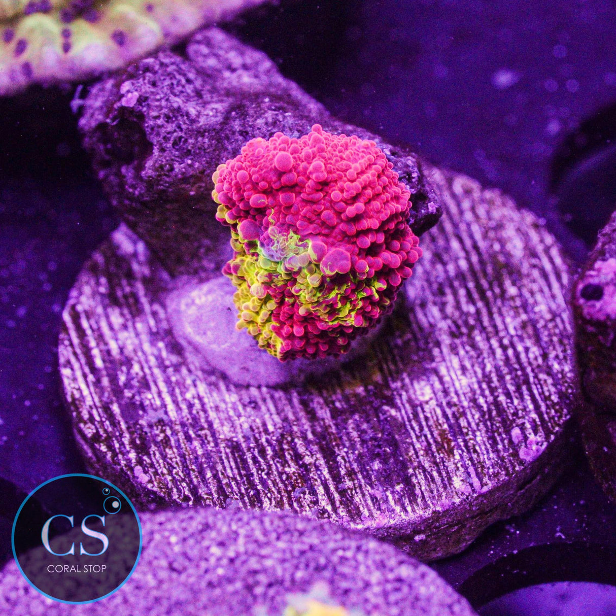 Morning Star Jawbreaker Mushroom