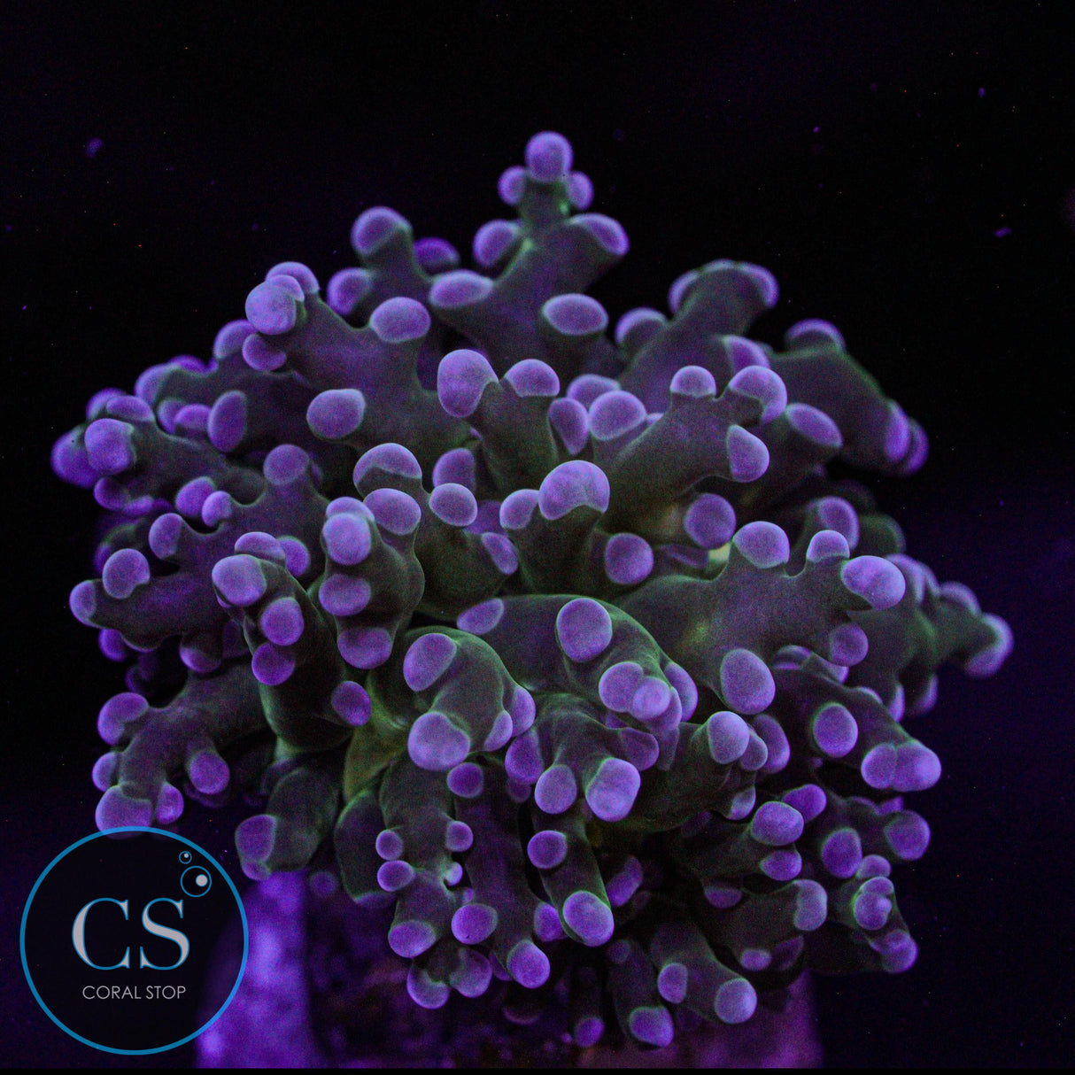 Gold Mouth Frogspawn