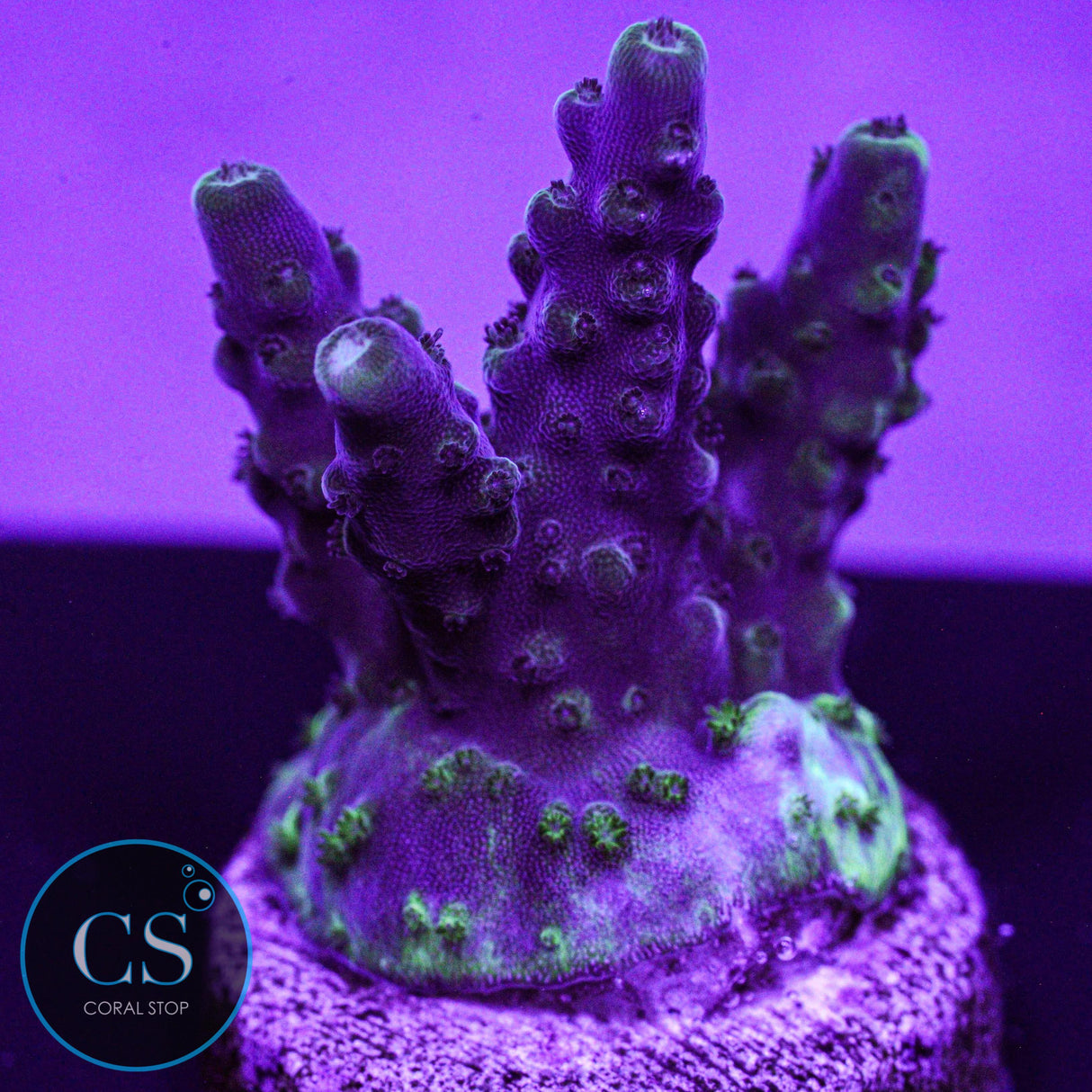 Z's Blueberry Wine Acro