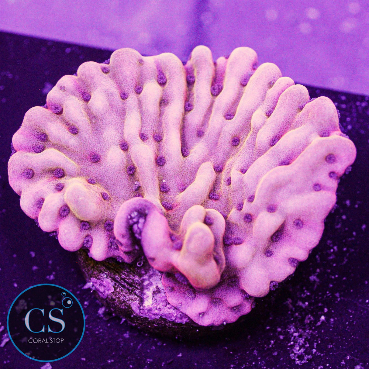 Flaming Phoenix Montipora