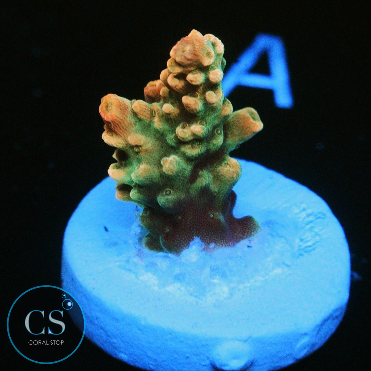 CS GOLDEN MIRAGE ACRO