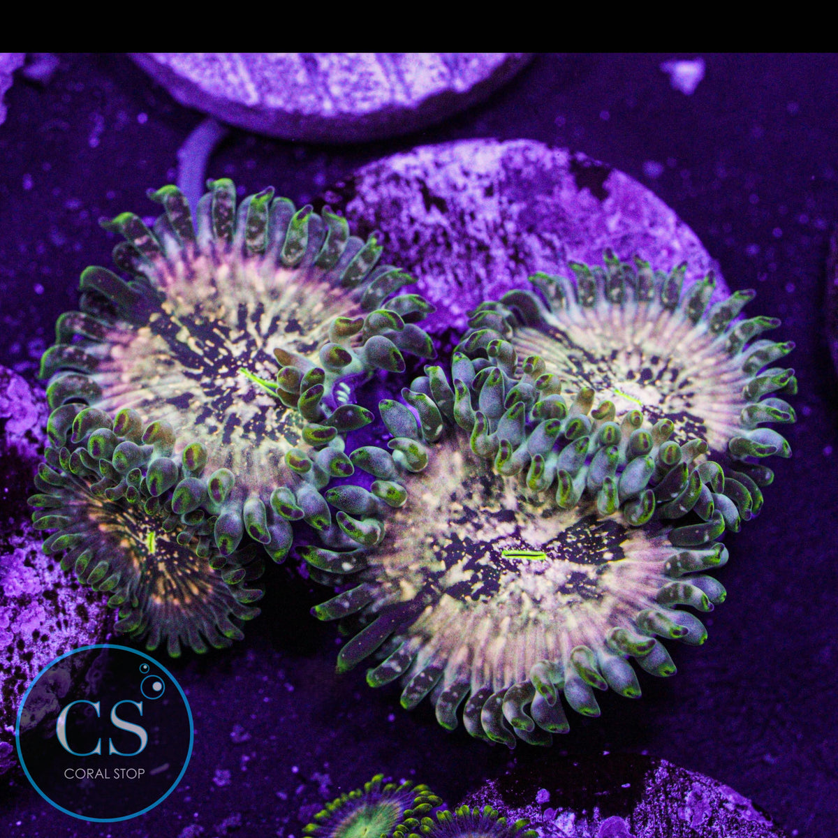 Hawaiian Ding Dang Zoa
