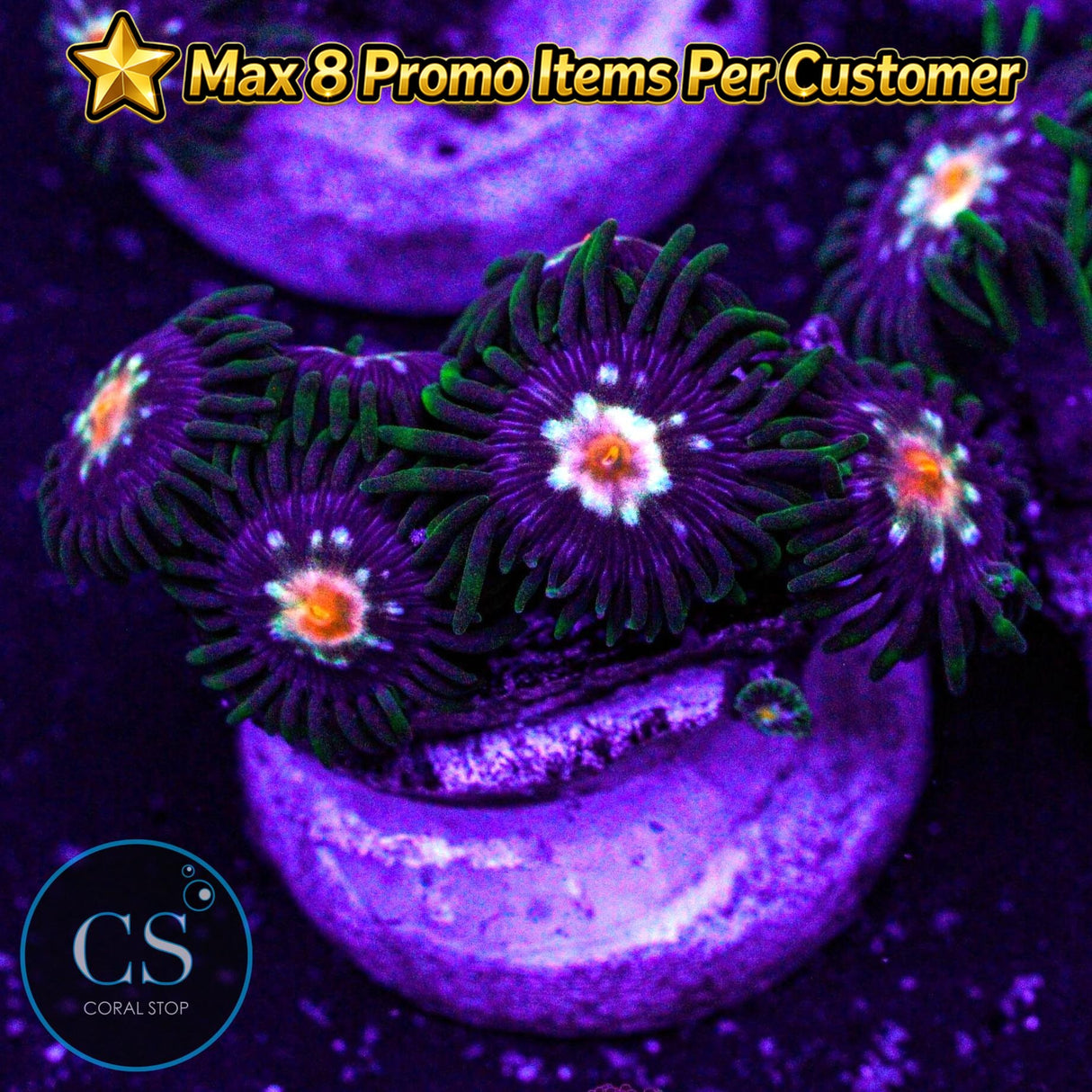 JF Stargazer Zoa