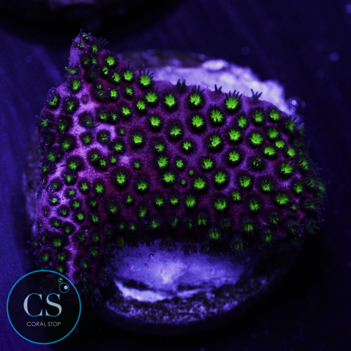 WWC ELECTRIC DAISY STYLO